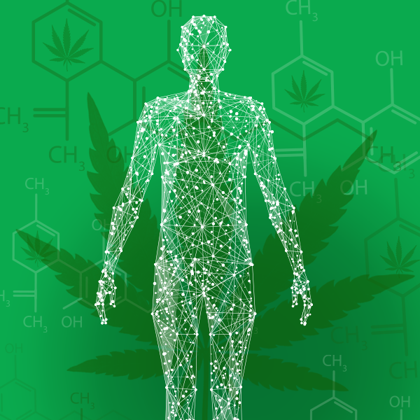 Le système endo-cannabinoïde illustration